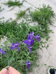 Delphinium consolida