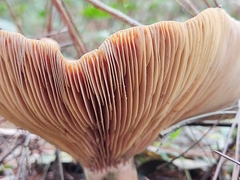 Lactarius quieticolor