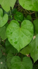 Ipomoea alba