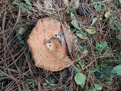 Lactarius quieticolor
