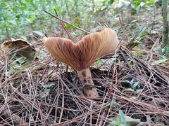 Lactarius quieticolor