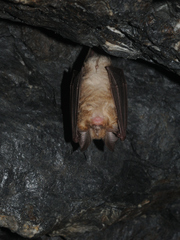 Rhinolophus euryale