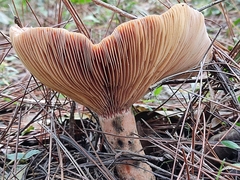 Lactarius quieticolor