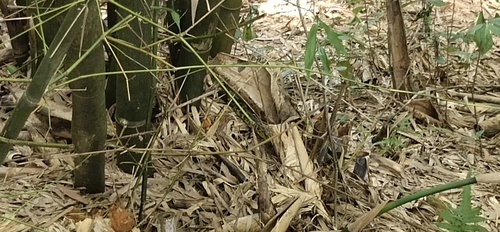 King Ratsnake