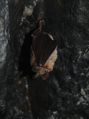 Rhinolophus euryale