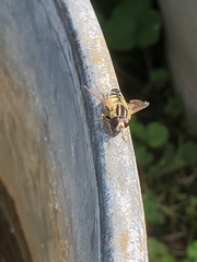 Helophilus trivittatus