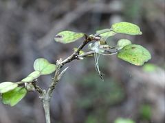Coprosma spathulata spathulata