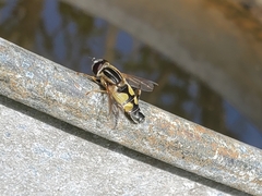 Helophilus trivittatus