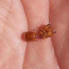 Scaptocoris