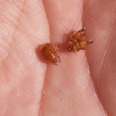 Scaptocoris