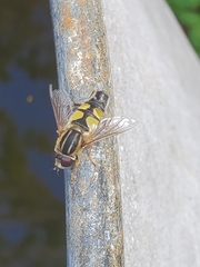 Helophilus trivittatus
