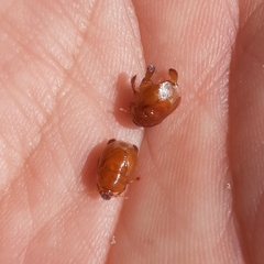 Scaptocoris