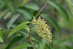 Mabea occidentalis
