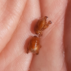 Scaptocoris