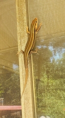 Plestiodon inexpectatus