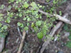Coprosma spathulata spathulata