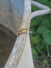 Helophilus trivittatus