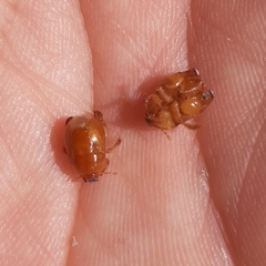 Scaptocoris