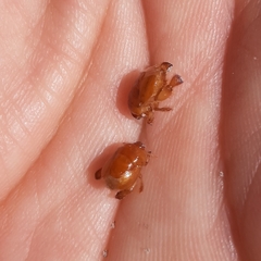 Scaptocoris