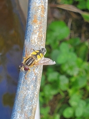 Helophilus trivittatus