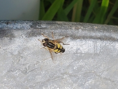 Helophilus trivittatus