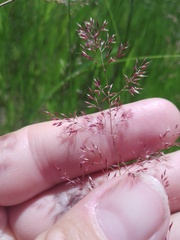 Agrostis vinealis