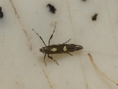 Calybites phasianipennella