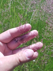 Agrostis vinealis