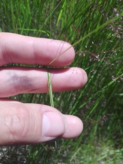 Agrostis vinealis