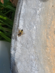 Helophilus trivittatus