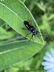 Strangalepta abbreviata