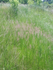 Agrostis vinealis