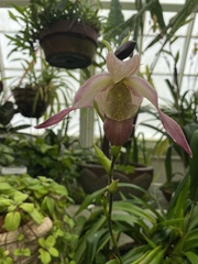 Phragmipedium