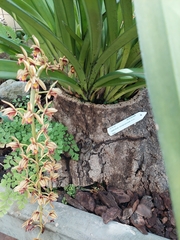 Cymbidium atropurpureum