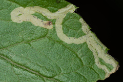 Phytomyza solidaginis