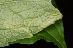 Phytomyza solidaginis