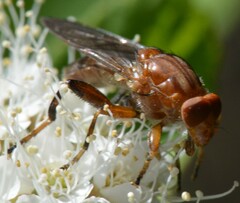 Hammerschmidtia rufa