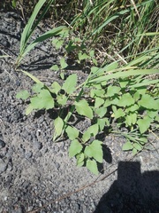 Xanthium orientale riparium