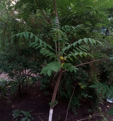 Rhus typhina