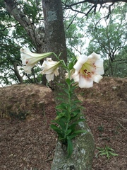Lilium brownii