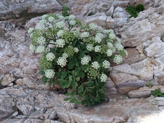 Peucedanum japonicum