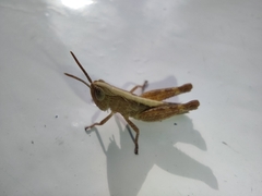 Chorthippus brunneus