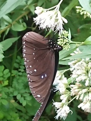Euploea sylvester swinhoei