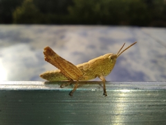 Chorthippus brunneus