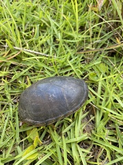 Kinosternon subrubrum