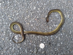 Achalinus formosanus