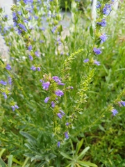 Hyssopus officinalis