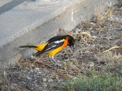 Icterus bullockii × galbula