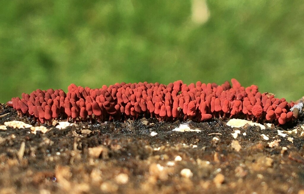 Arcyria incarnata