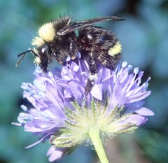 Bombus caliginosus